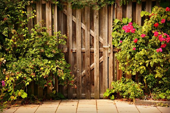 quel-paillis-pour-les-rosiers-en-pot