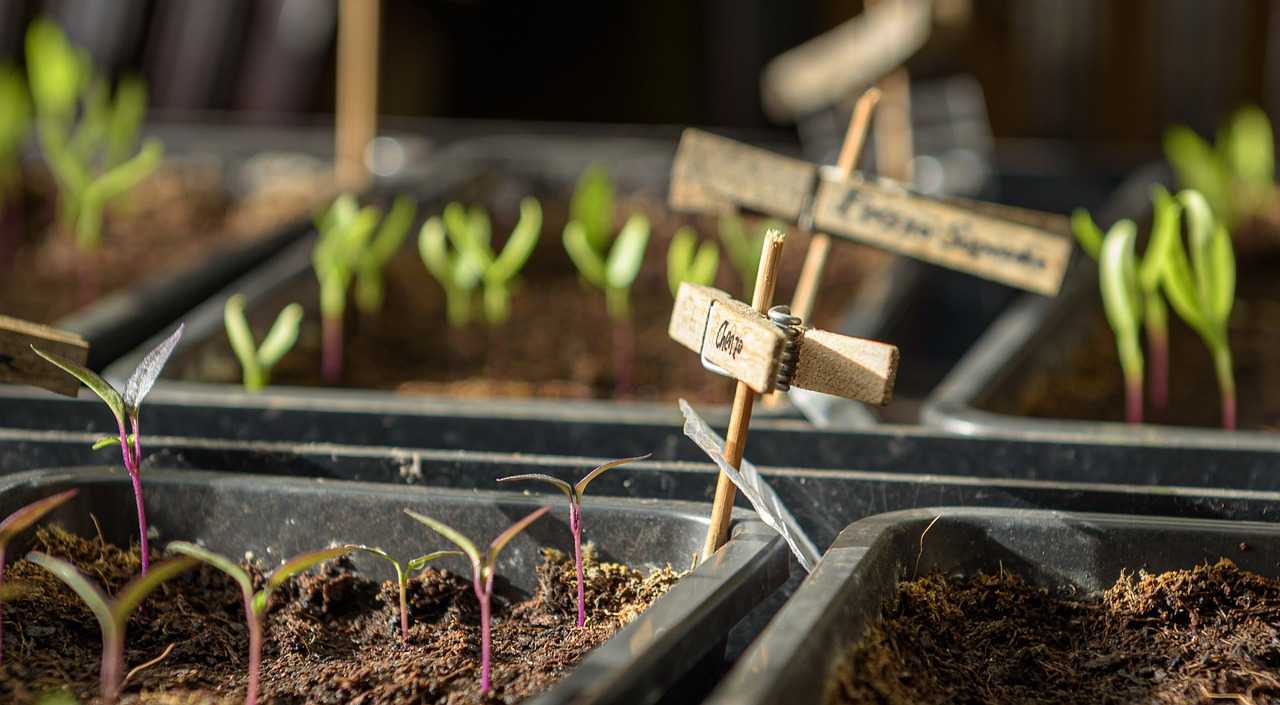 Quel terreau pour les semis? - Le Jardin Sauvage