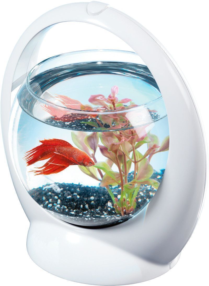Aquarium boule design poisson combattant