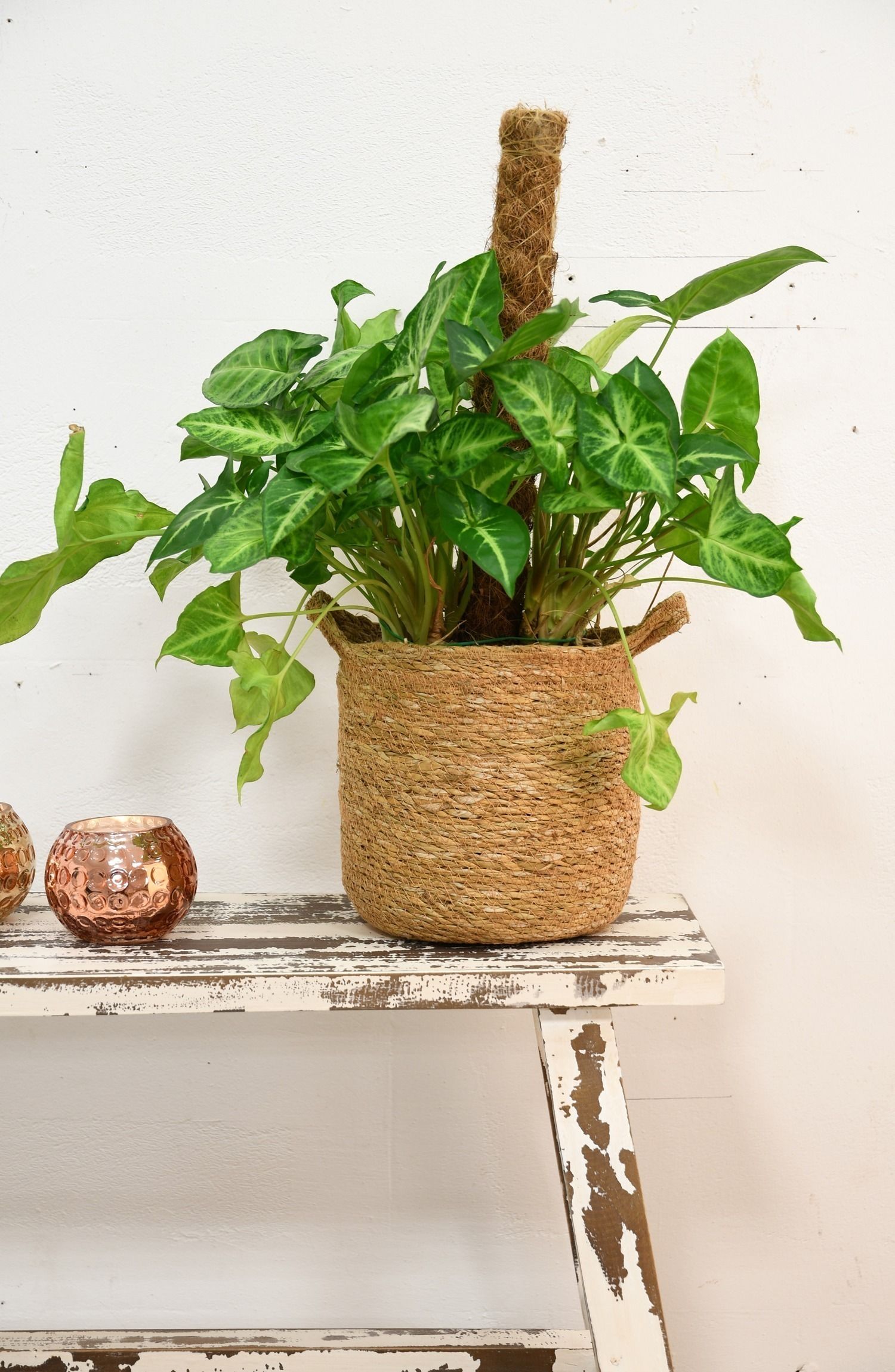 decoration-tropicale-chic-cache-pot