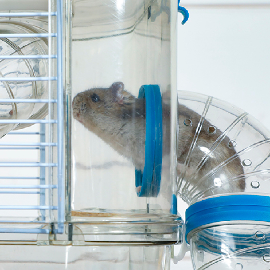 Cage pour petits rongeurs rody 3 duo (rouge grenadine)