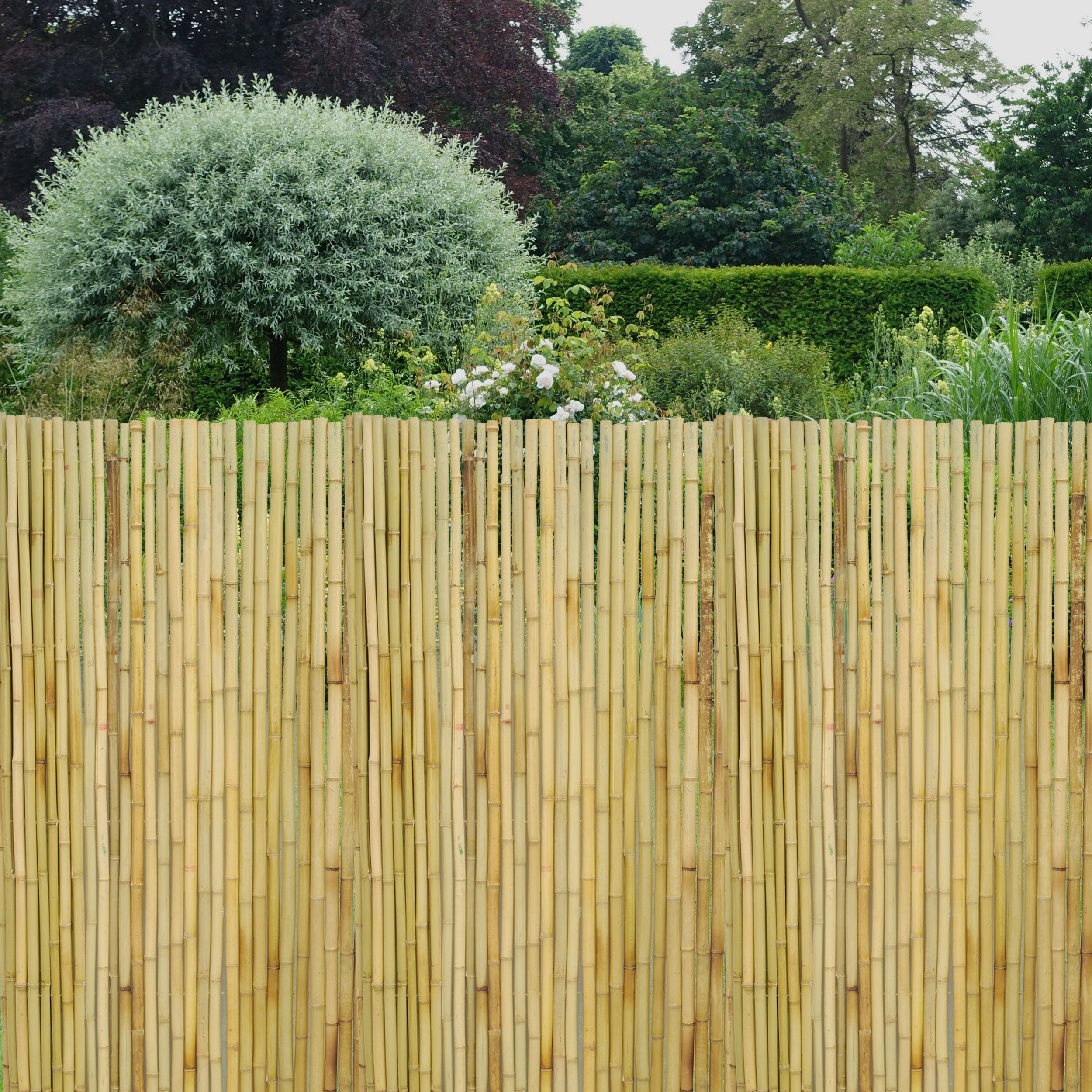 Canisse en bambou (1.5m x 1.8m)