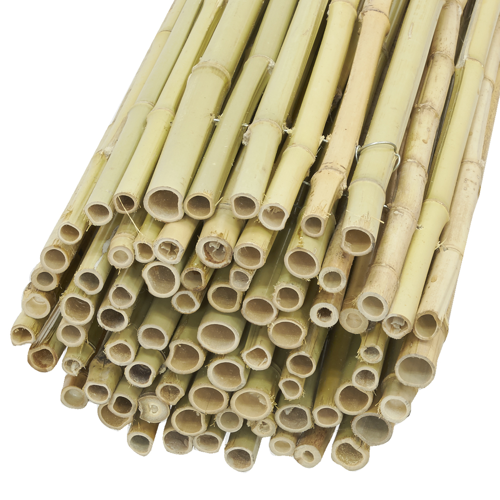 Canisse Bambou EPAIS - Diam 3-3,5 cm - Jardin/Canisse bambou