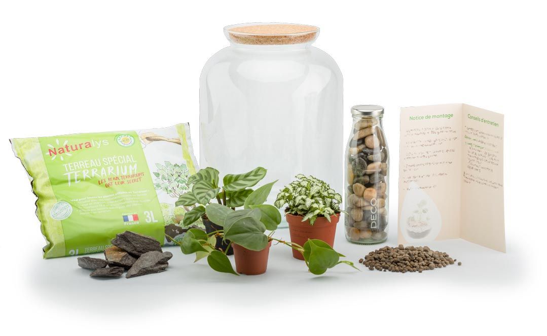 Kit terrarium plantes bonbonne mix (s (24 x 31 cm))