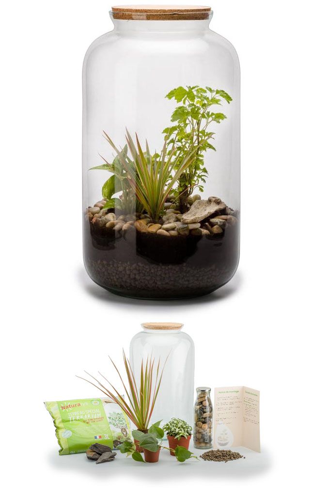 Kit terrarium plantes bonbonne mix (m (23 x 41 cm))