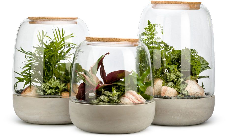 Kit terrarium plantes opendo (m (24 x 31 cm))