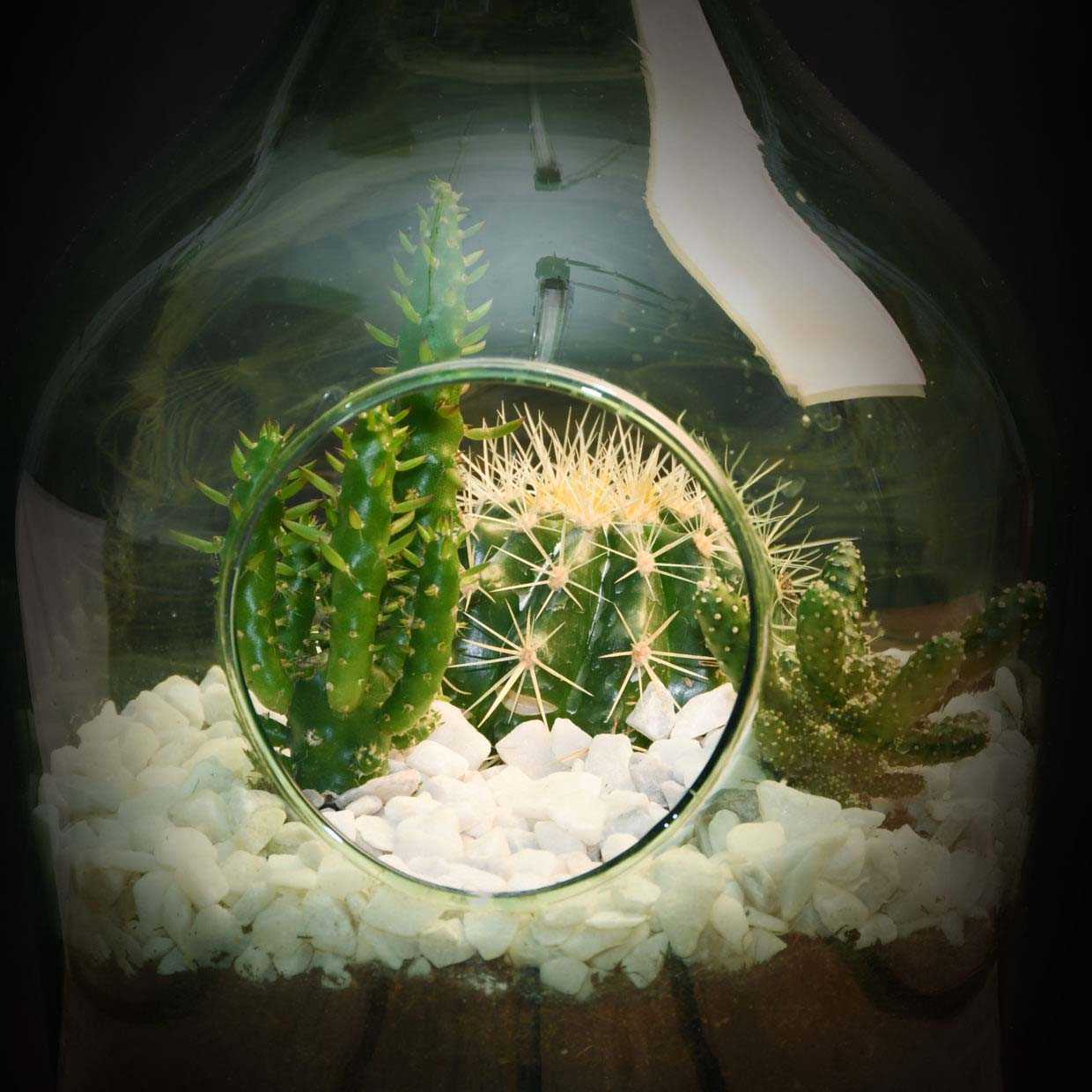 Kit terrarium végétal à faire soi-même diy (3 litres)