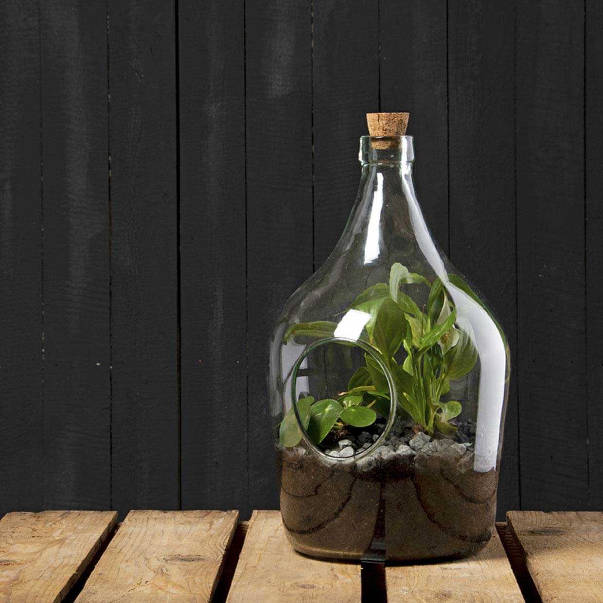 Kit terrarium végétal à faire soi-même diy (3 litres)