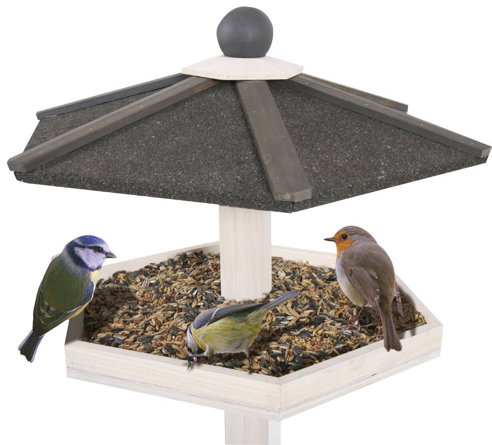 pied mangeoire oiseaux