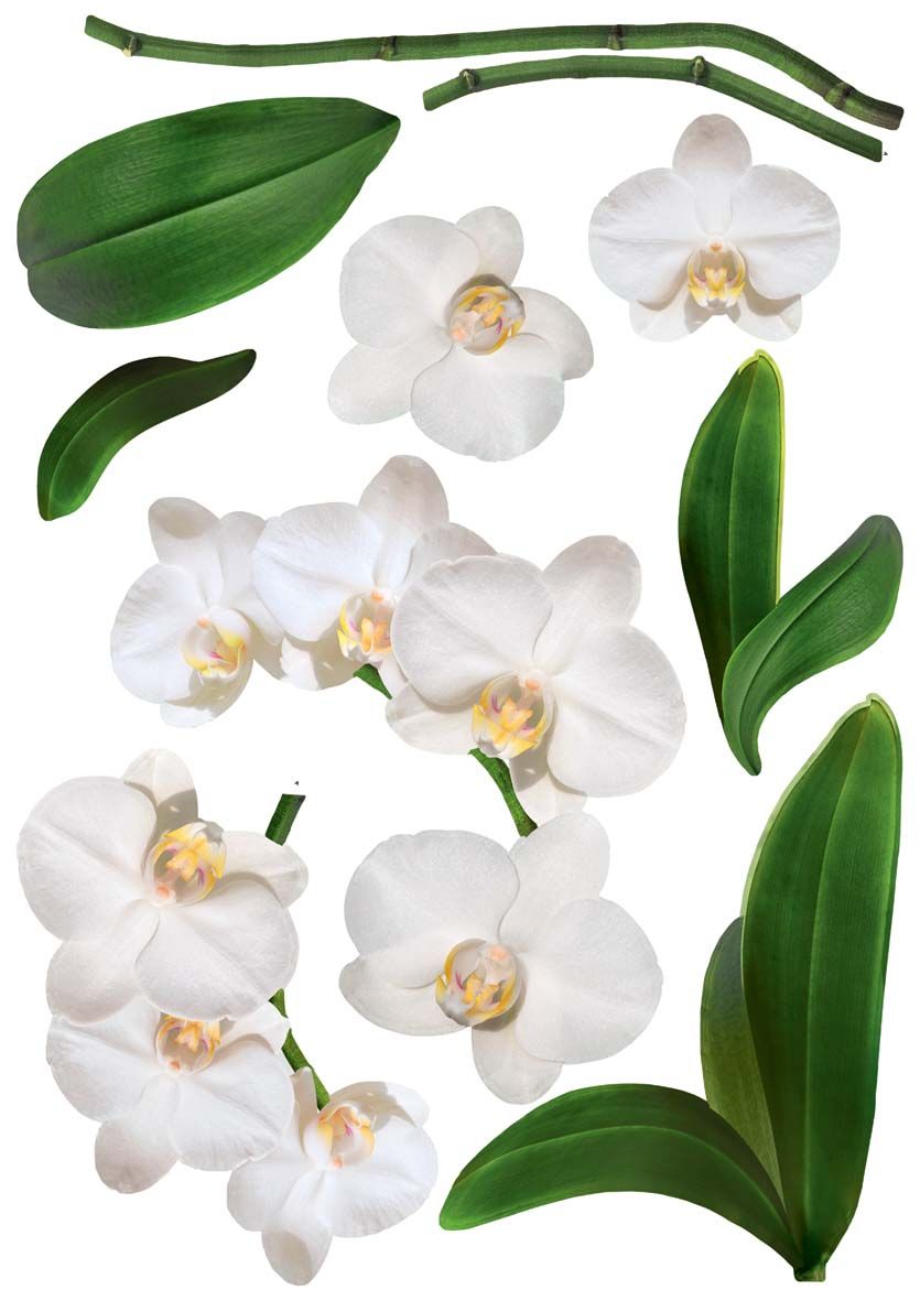 orchidee blanche plante