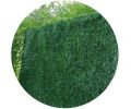 Avis client pour Haie artificelle 243 brins vert thuyas en rouleau Lux (Lot de 8) : 4 sur 5