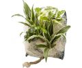 Avis client pour Poche recharge plantes vivantes pour cadre végétal Wallflower 31 x 31 cm : 5 sur 5