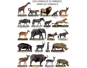 Affiche Les animaux d'Afrique 40x50 cm