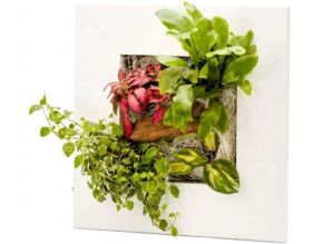 Cadre végétal avec plantes vivantes Wallflower 31 x 31 cm (Blanc)