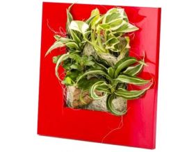 Cadre végétal avec plantes vivantes Wallflower 31 x 31 cm (Rouge)