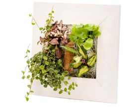 Cadre végétal avec plantes vivantes Wallflower 31 x 31 cm (Bois blanchi)
