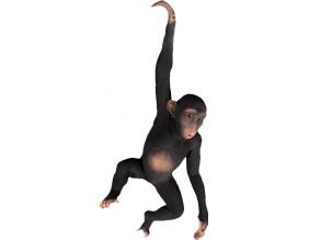 Chimpanzé avec bras suspendu en résine 92 cm