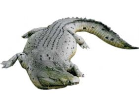 Crocodile Caïman en résine 340 cm