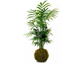 Décoration végétale Kokedama Chamadorea