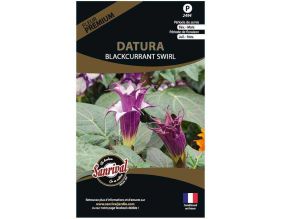 Graines de fleurs premium Datura Candida blackcurrant Swirl