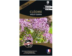 Graines de fleurs premium cléome Spinosa violet Queen