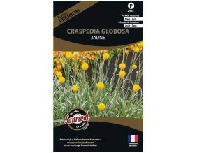 Graines de fleurs premium craspedia globosa jaune