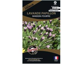 Graines de fleurs premium lavande papillon stoecka