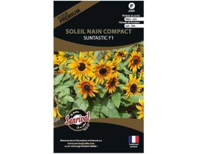 Graines de fleurs premium soleil nain compact Suntastic