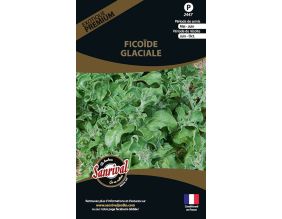 Graines potagères premium Ficoïde glaciale