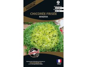 Graines potagères premium chicorée frisée Minerva
