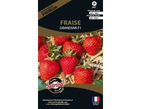 Graines potagères premium fraise Grandian