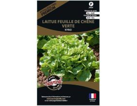 Graines potagères premium laitue (Feuille de chêne verte Kyrio)