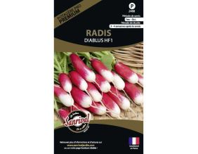 Graines potagères premium radis (Diablus)