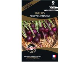 Graines potagères premium radis (Rond violet Malaga)