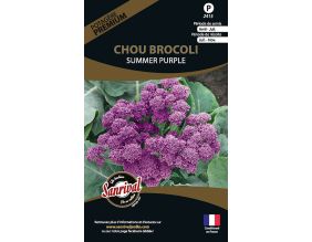 Graines potagères premium chou (Brocolis summer purple)