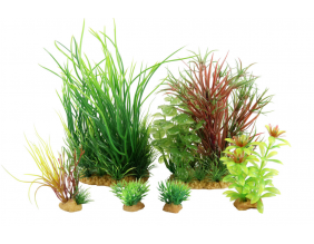 Kit de 6 plantes Plantkit Jalaya