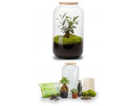 Kit terrarium plantes Bonbonne (M (23 x 41 cm))