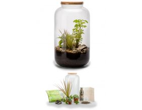 Kit terrarium plantes Bonbonne mix (M (23 x 41 cm))