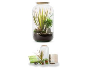 Kit terrarium plantes Bonbonne mix (M (23 x 41 cm))