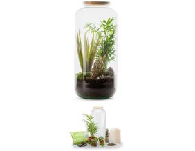 Kit terrarium plantes Bonbonne mix (L (23 x 51 cm))