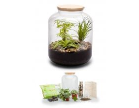 Kit terrarium plantes Bonbonne mix (S (24 x 31 cm))