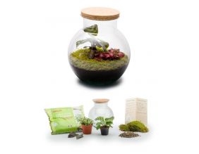 Kit terrarium plantes Havana (S (20 x 19 cm))
