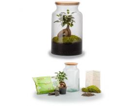Kit terrarium plantes Jungle Ginseng