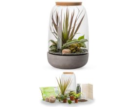 Kit terrarium plantes Opendo (L (23 x 36 cm))