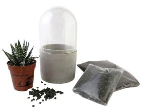 Kit terrarium verrine succulente (Succulente vert/blanc)