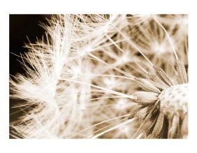 Papier peint - Dandelion - sepia (400x280)