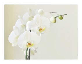 Papier peint - Orchidée blanche (350x270)