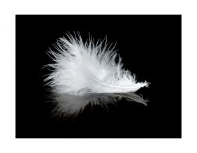 Papier peint - White feather (250x193)