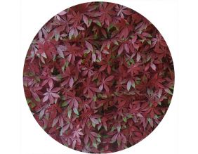 Plaques clipsables de feuillage artificiel 1m² (Lot de 4) (Vigne vierge rouge)