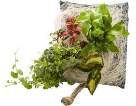 Poche recharge plantes vivantes pour cadre végétal Wallflower 31 x 31 cm (Fidji)